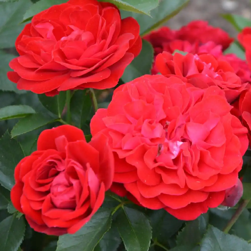 ROSA 'Magie Noire'® - Rosier - pépinières Lepage Bretagne Bord de mer