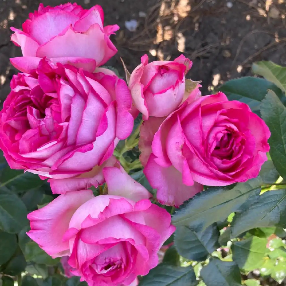 ROSA 'Cyclamen Pierre de Ronsard'