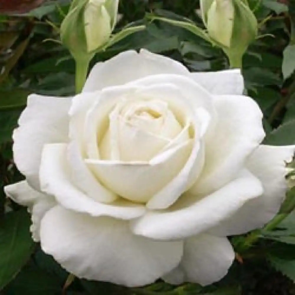 ROSA 'Douce Blanche'®