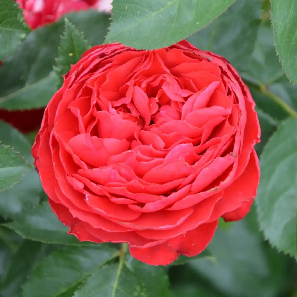 ROSA 'Docteur Watson'