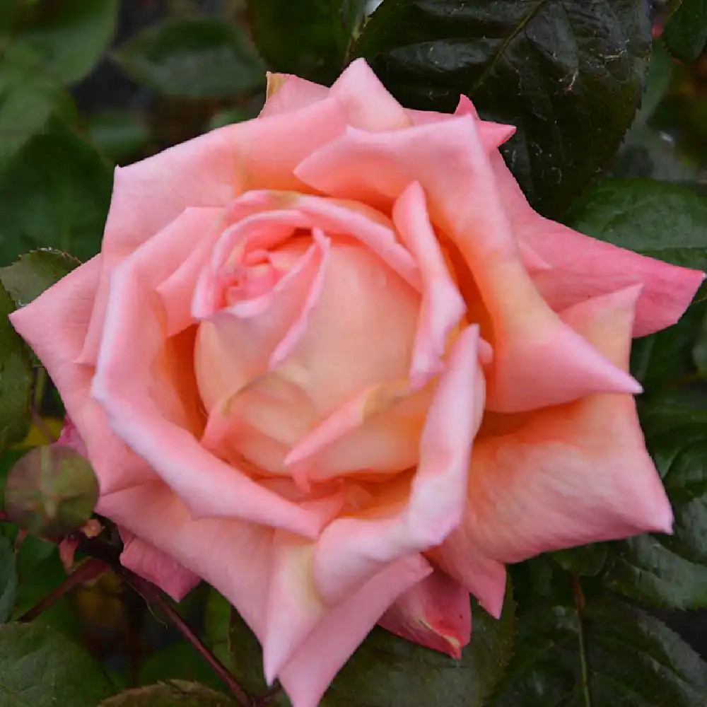 ROSA 'Eclat de Haute Bretagne'( tige)