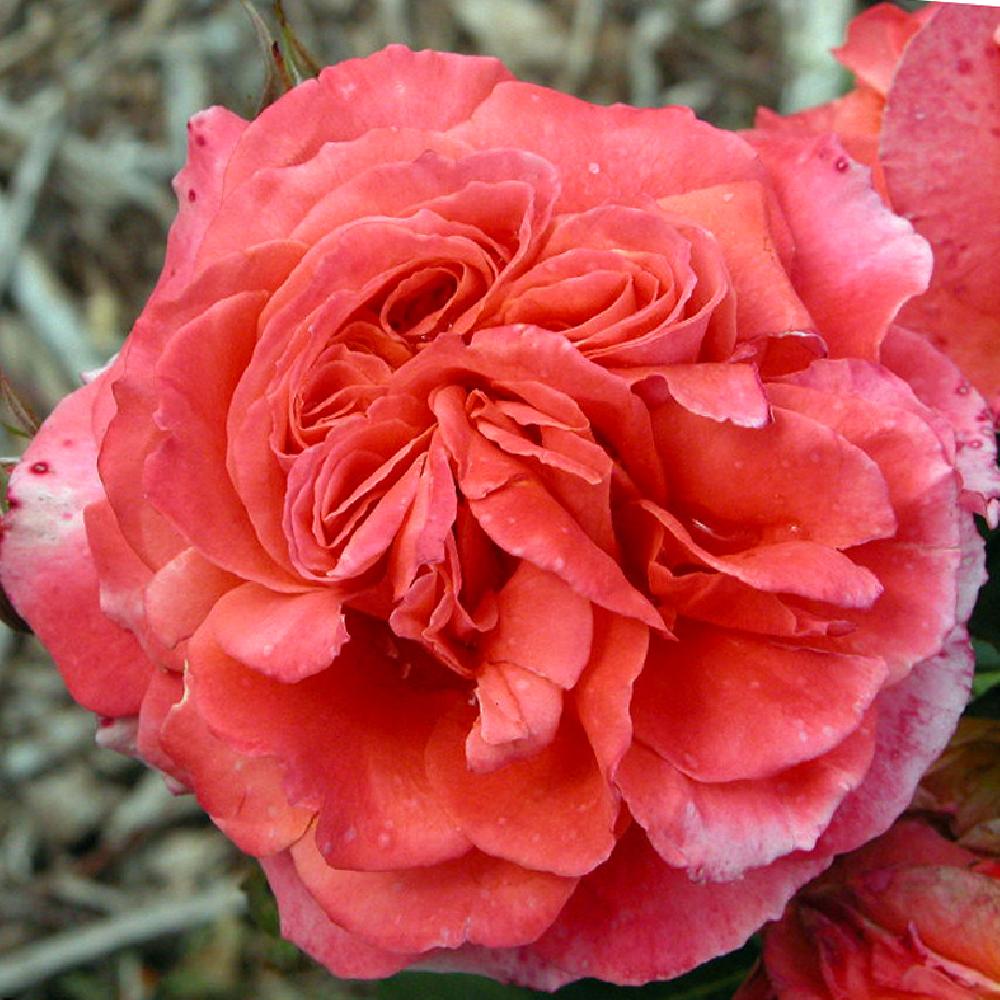 ROSA 'Emilien Guillot'