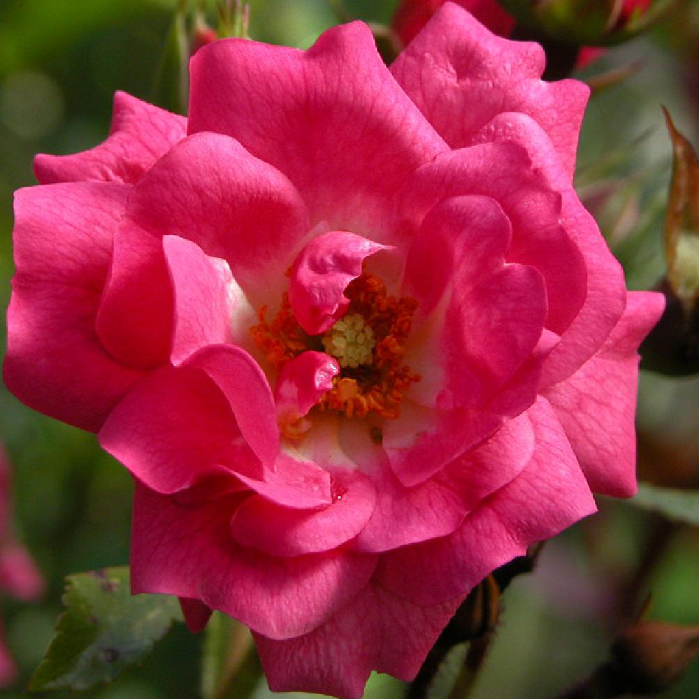 ROSA 'Emera' grimpant