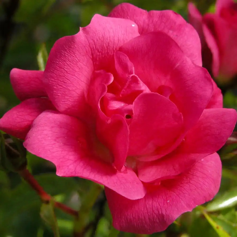 ROSA 'Emera' (tige)