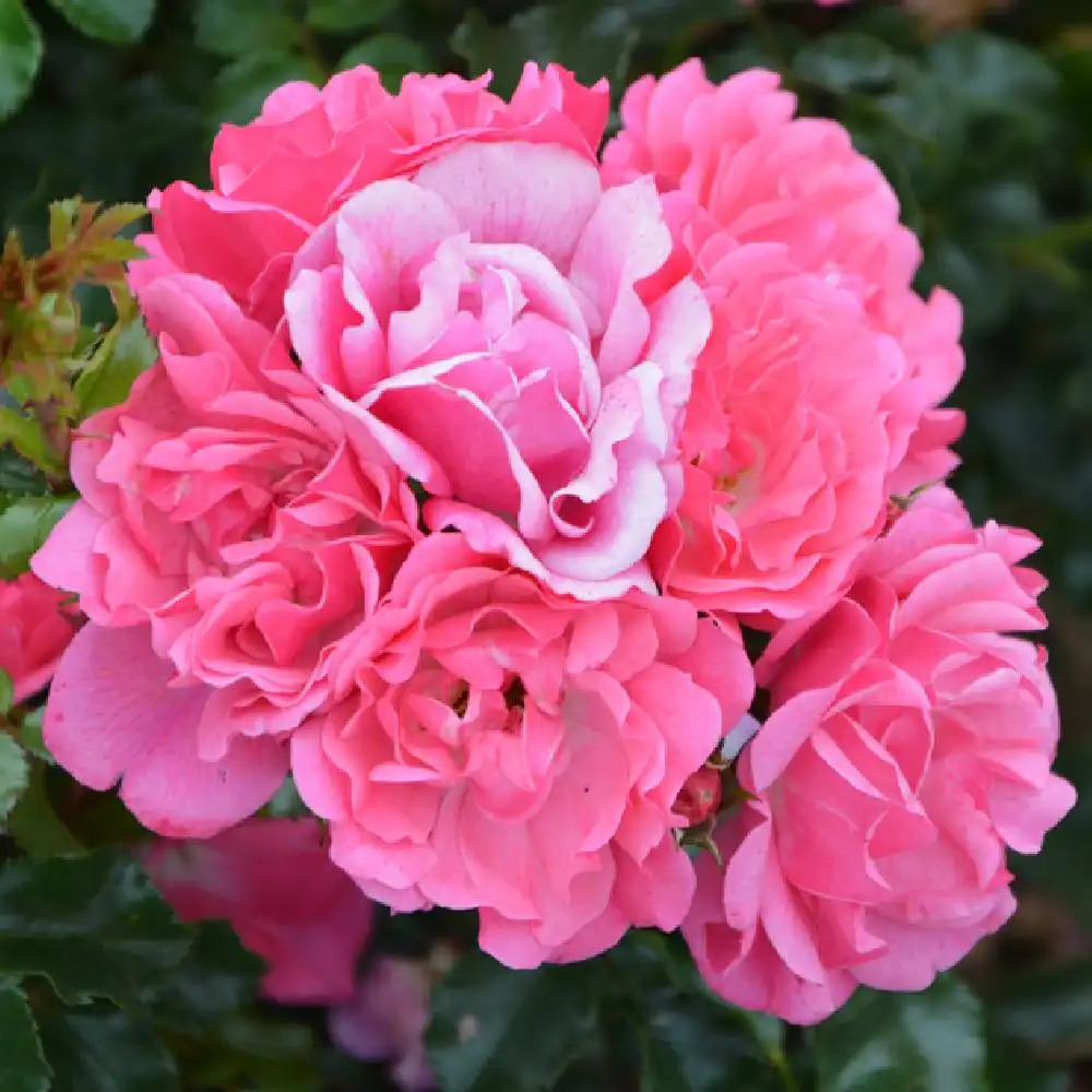 ROSA 'Emera'