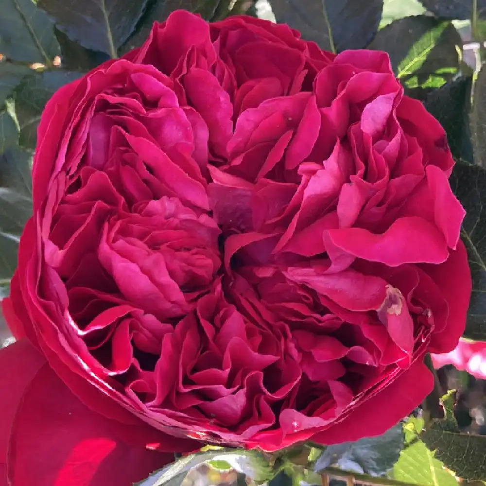 ROSA 'Eric Tabarly'® (grimpant)