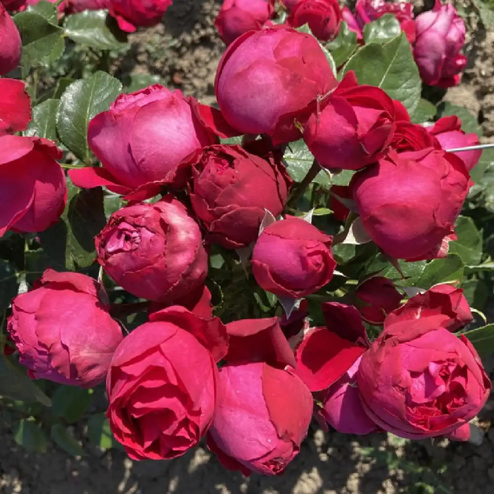 Rosier Magie Noire - Rosier grandes fleurs - En vente à l'Ets