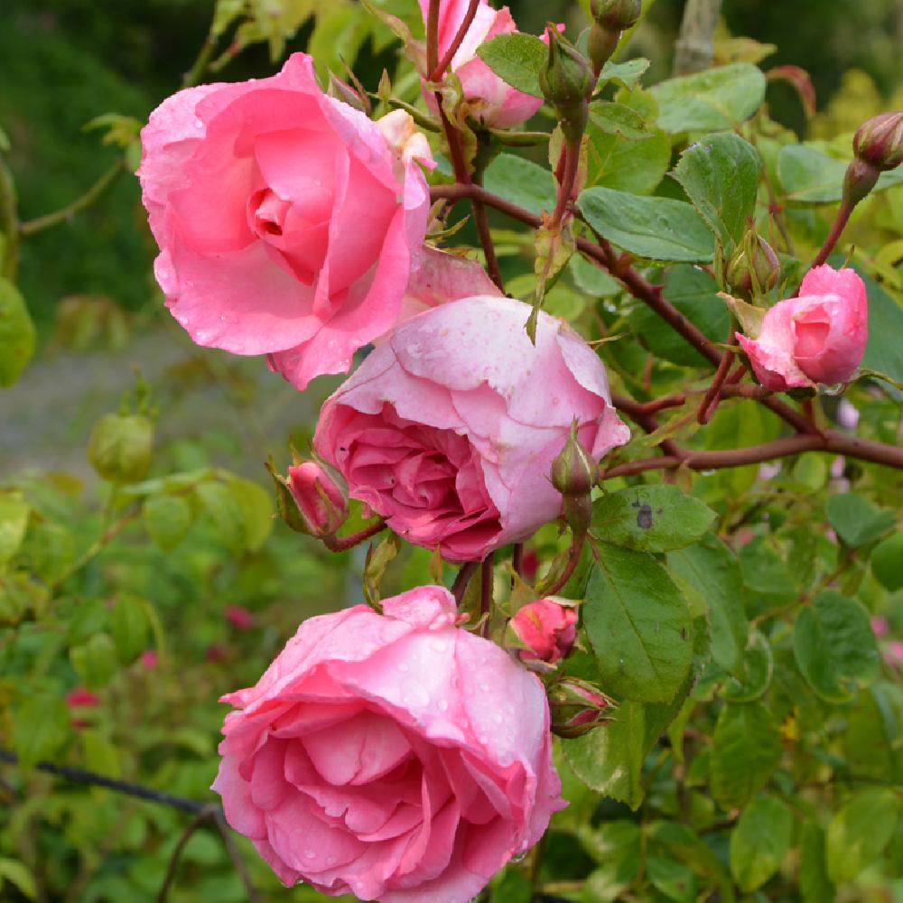 ROSA 'Ethel'