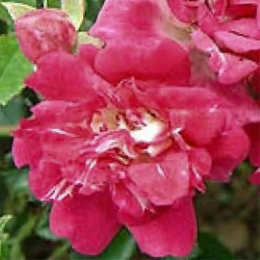 ROSA 'Excelsa' (pleureur)