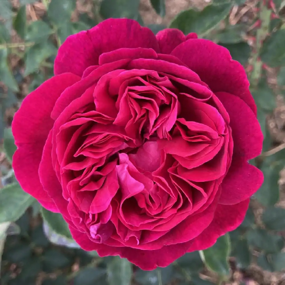 ROSA 'Falstaff' (='Ausverse')