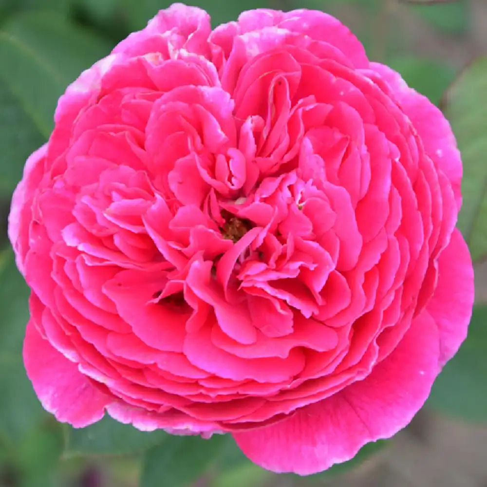 ROSA 'Falstaff' (='Ausverse')