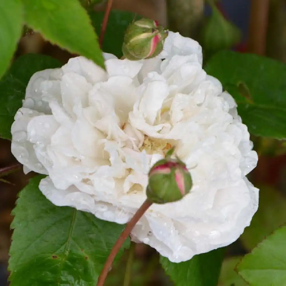 ROSA 'Félicité et Perpétue'