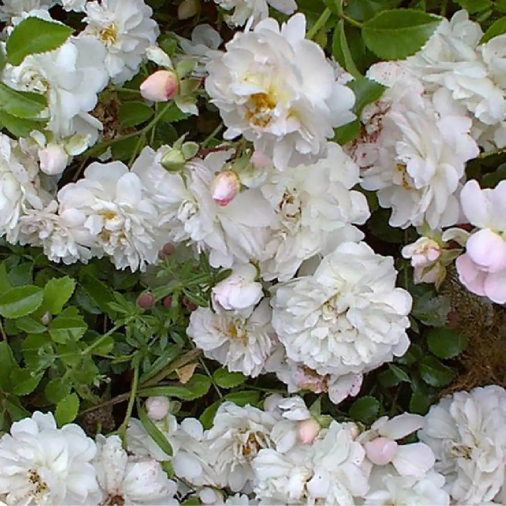 ROSA 'Fifi sur la Volière'