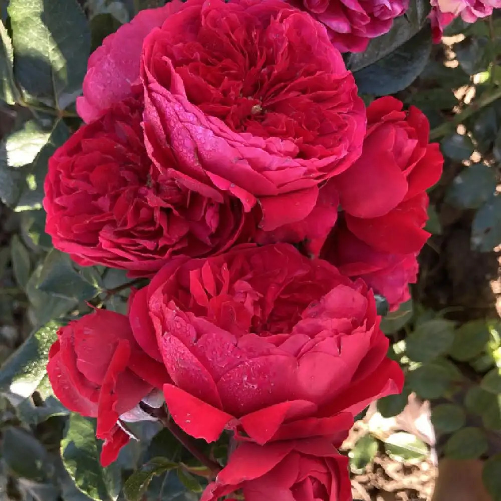 ROSA 'Florentina' (Grimpant)