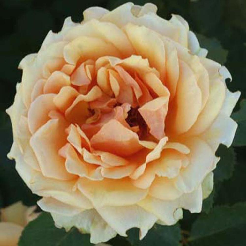 ROSA 'Florida'