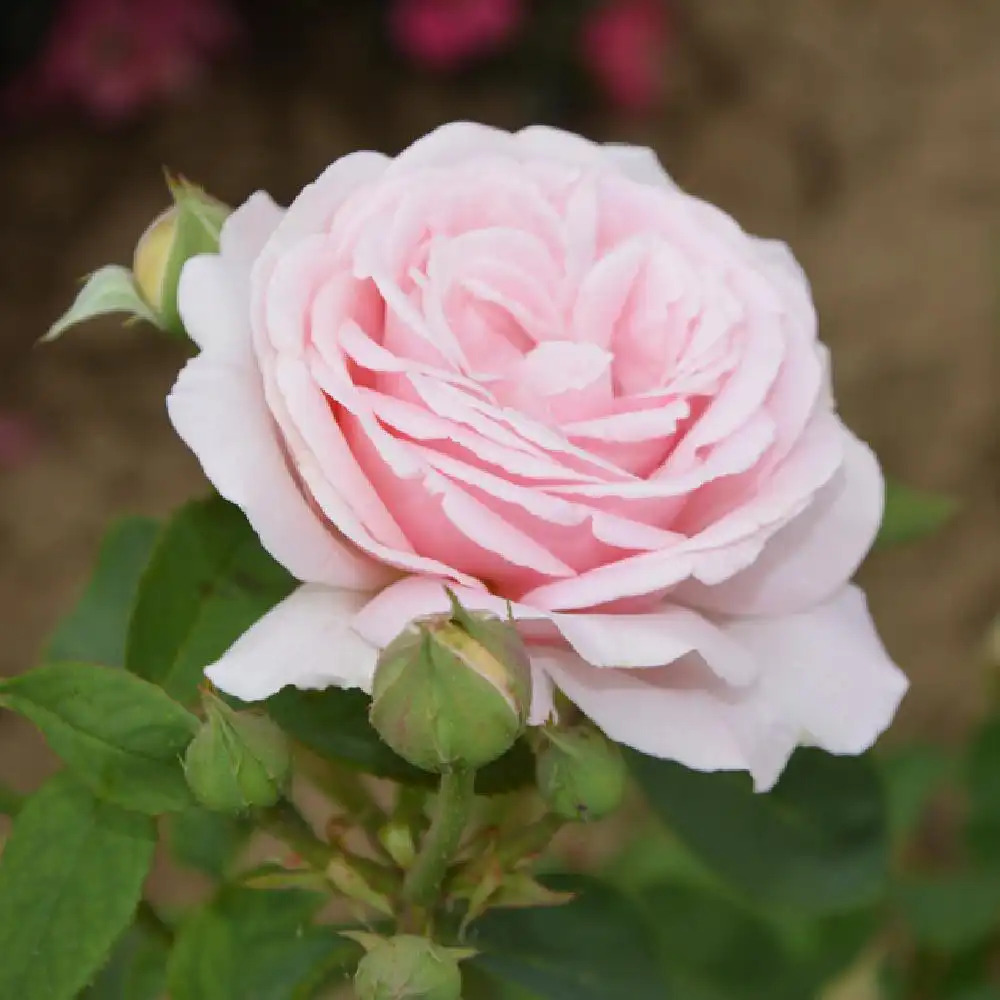 ROSA 'Frederic Mistral'®