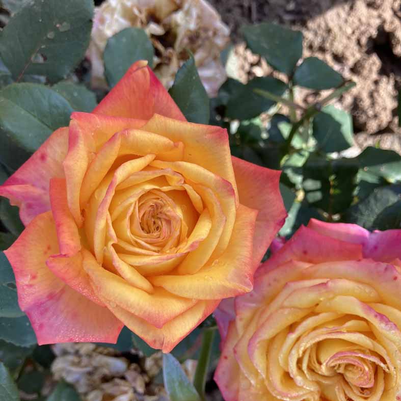 ROSA 'Girondola'Â®