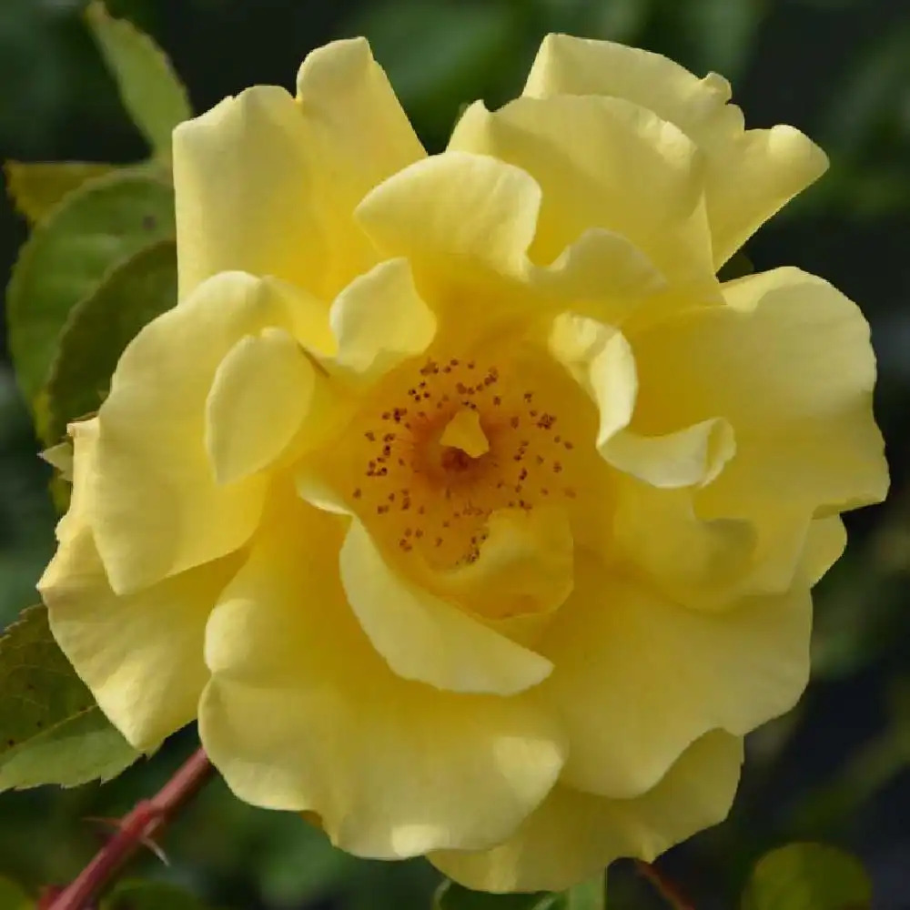 ROSA 'Golden Gate'