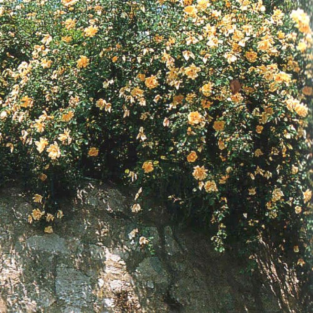 ROSA 'Golden Showers'