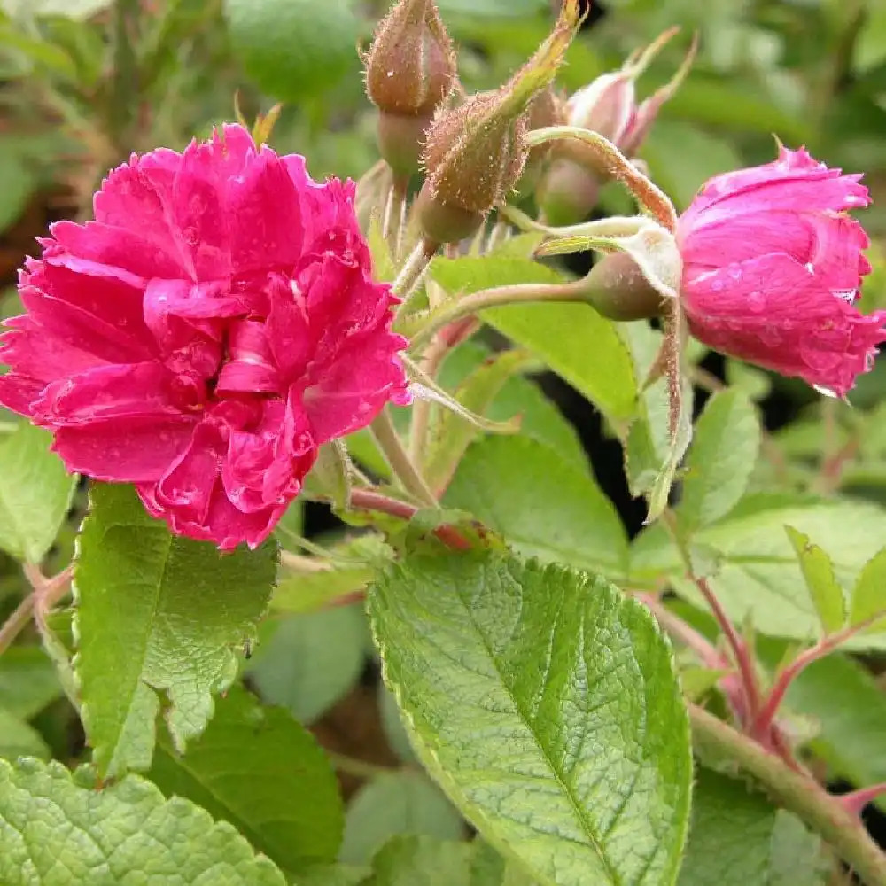 ROSA 'Grootendorst Supreme'
