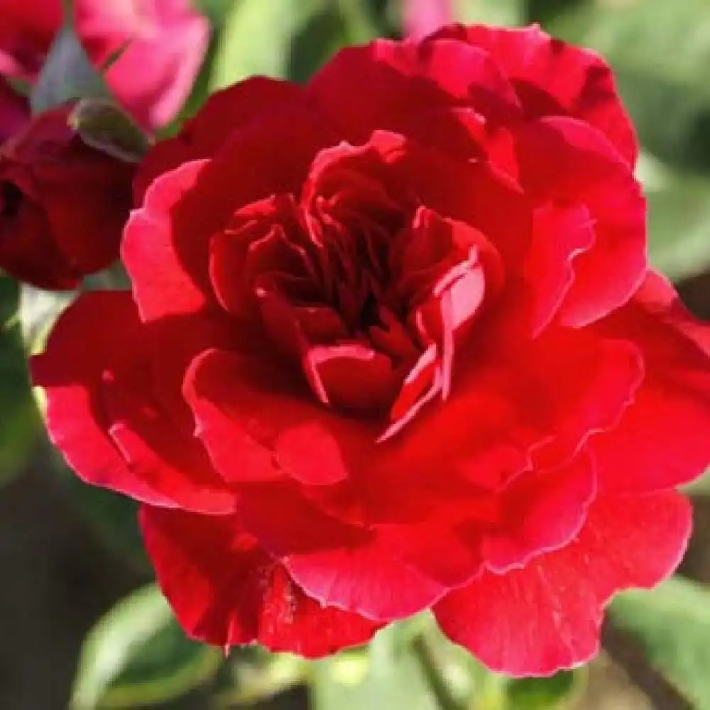 ROSA 'Hamlet'