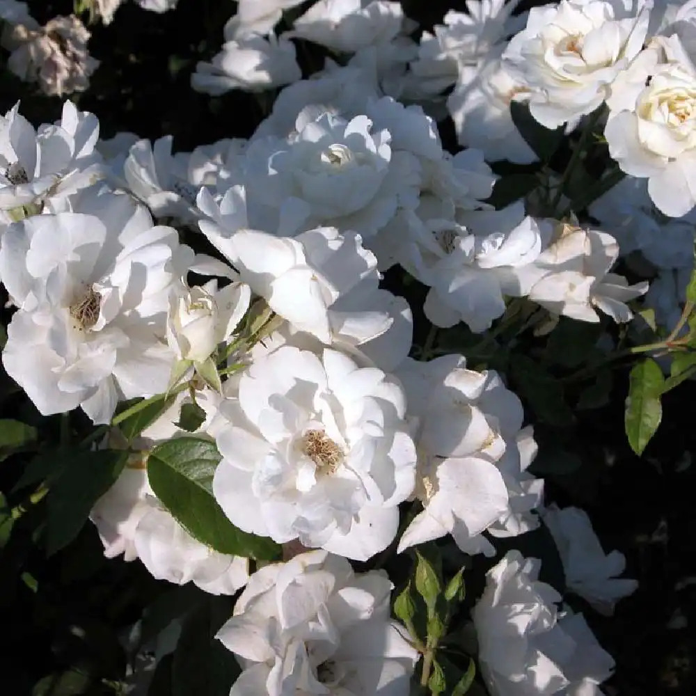 ROSA 'Iceberg' (grimpant)