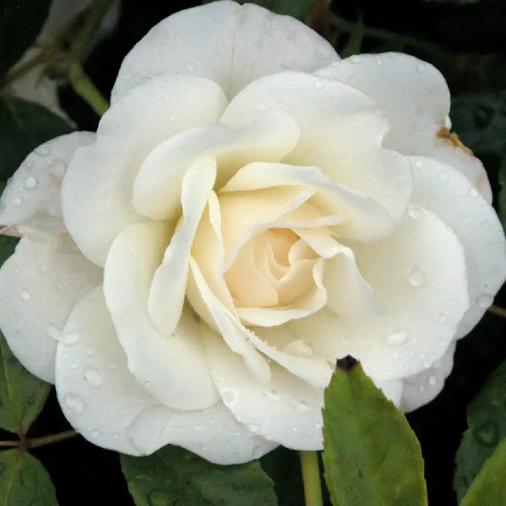 ROSA 'Iceberg' (tige)