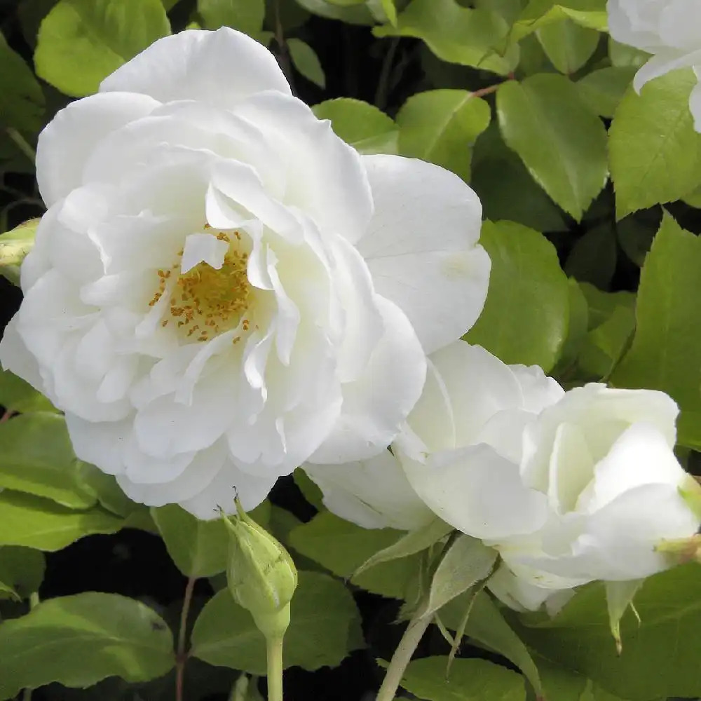 ROSA 'Iceberg'