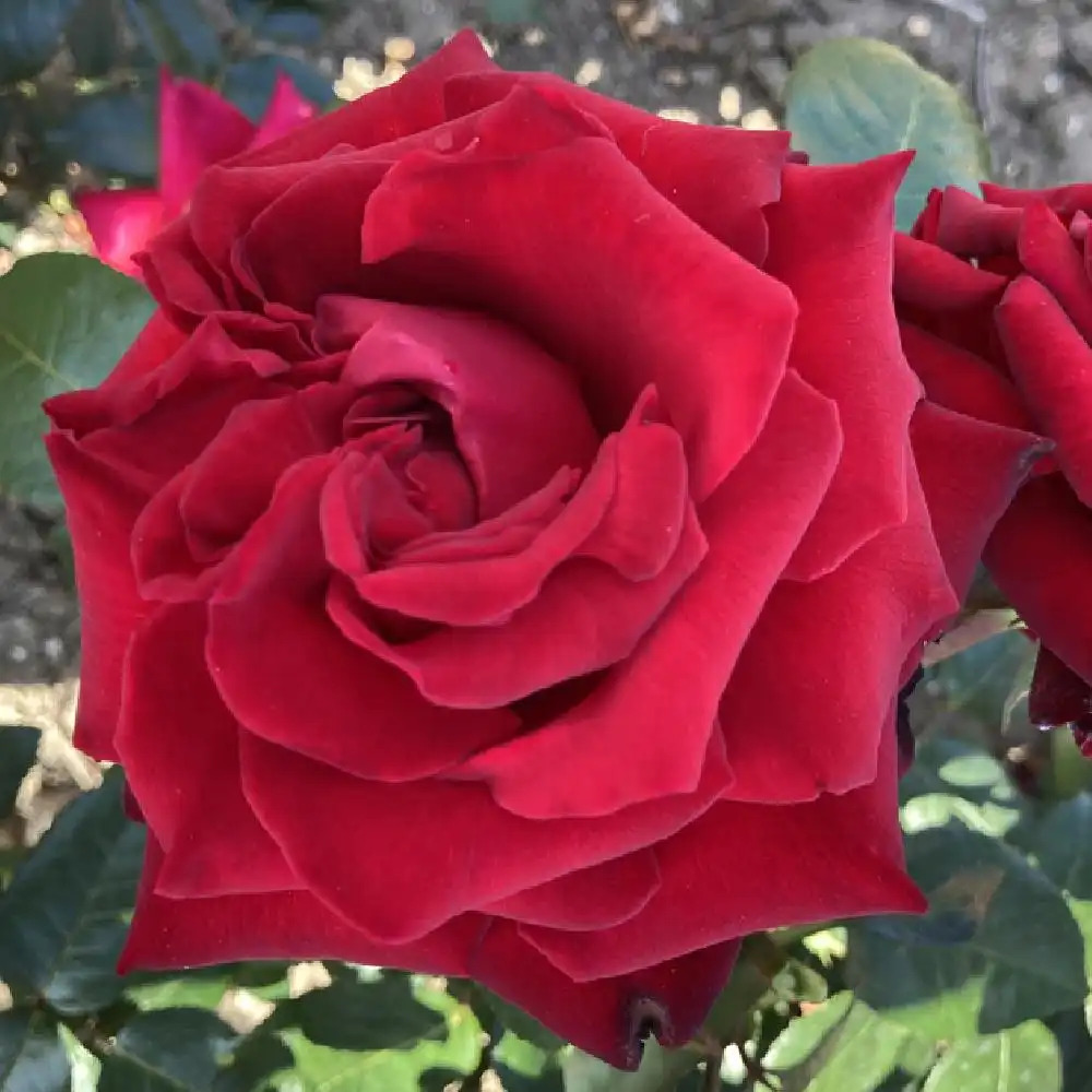 ROSA 'Ingrid Bergman' (tige) Rosier greffé sur tige Rosier parfumé