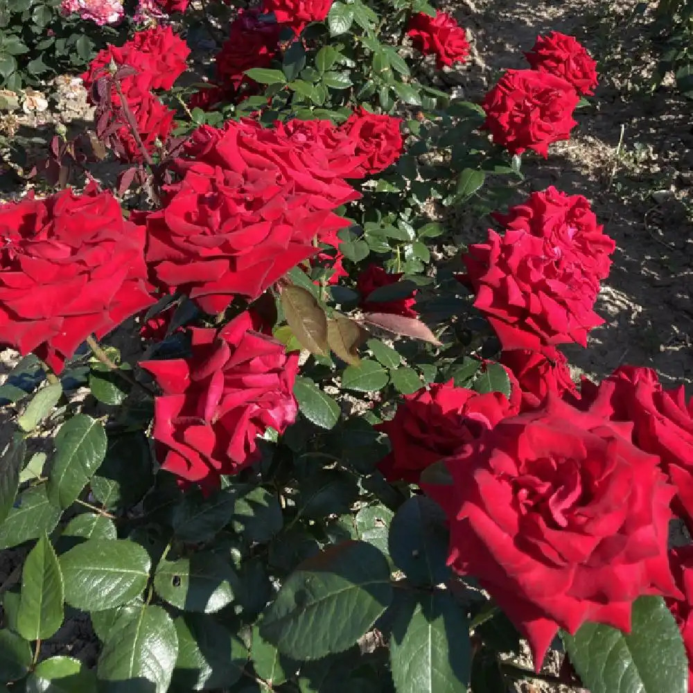 ROSA 'Ingrid Bergman' Rosier Rosier parfumé pépinières Lepage