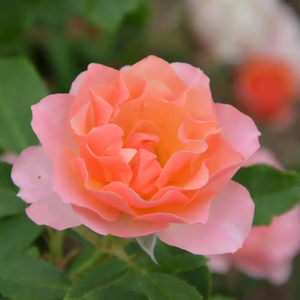 ROSA 'Jean Cocteau'