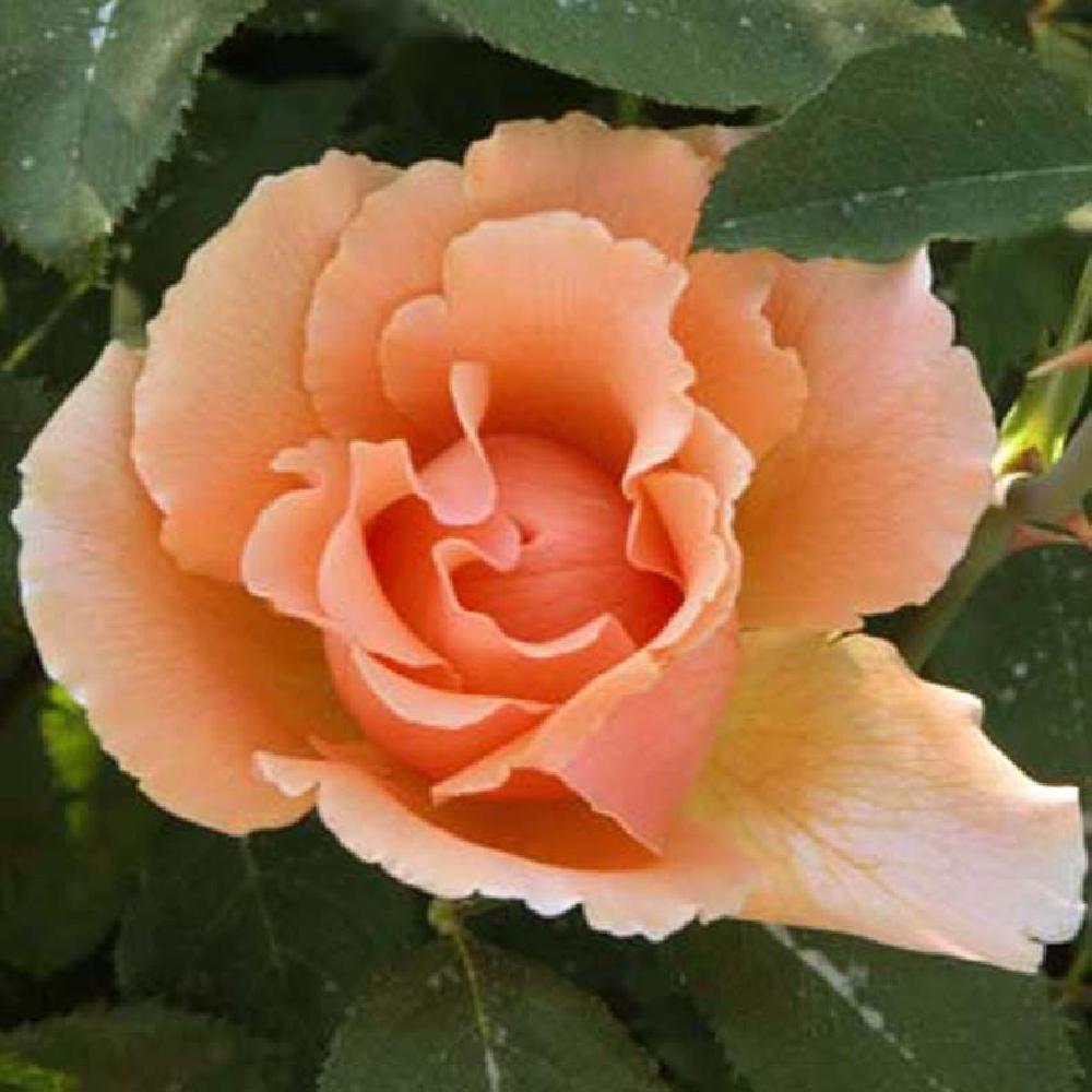 ROSA 'Just Joey'