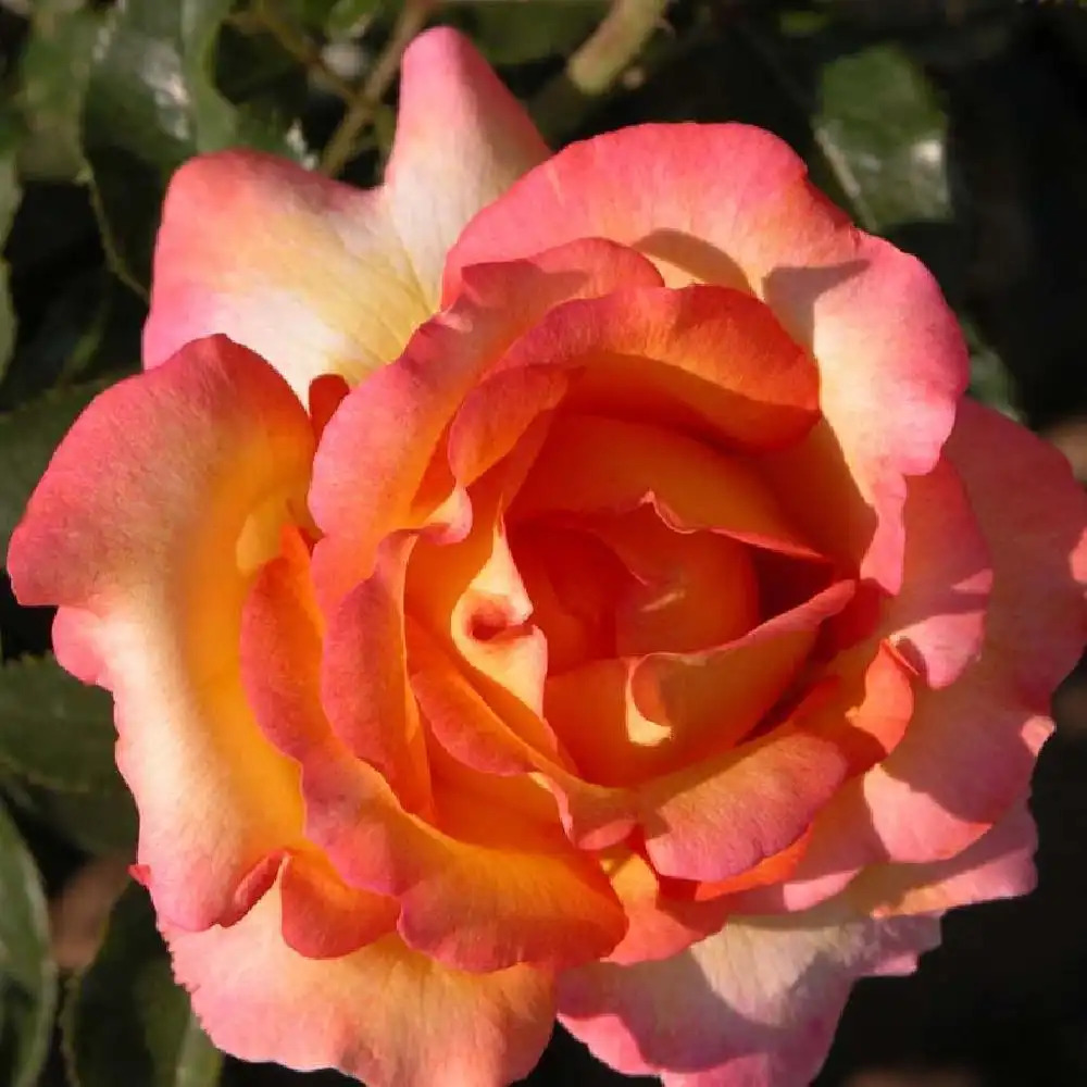 ROSA 'Jules Verne' (tige)