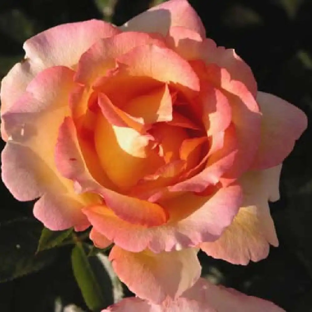 ROSA 'Jules Verne'