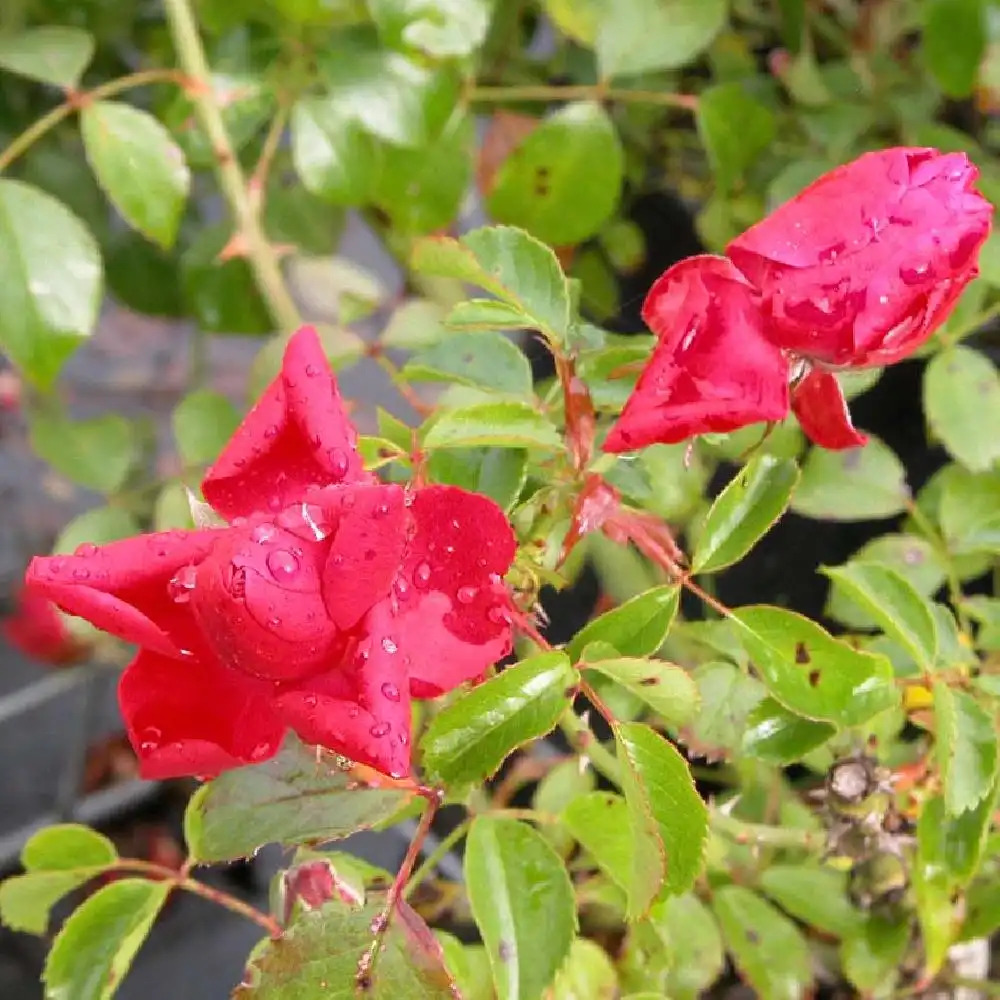 ROSA 'Kadora' (pleureur)