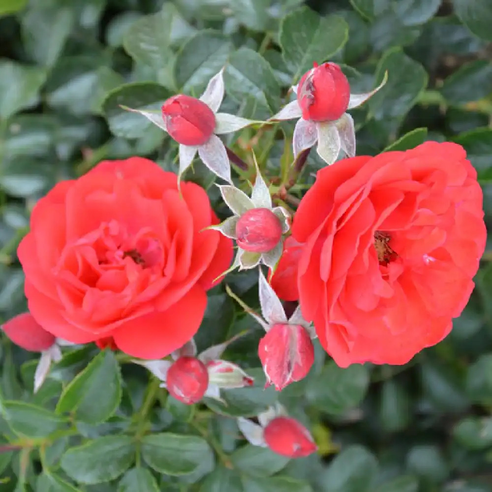 ROSA 'Kadora' (pleureur)