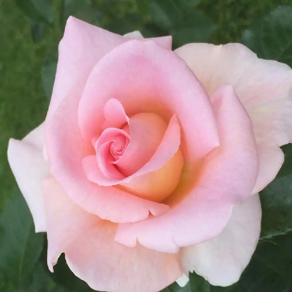 ROSA 'La Côte d'Emeraude'.' image 2