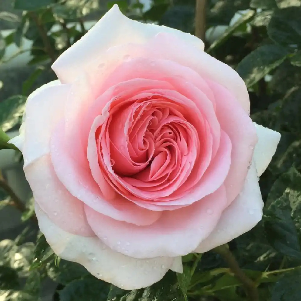 ROSA 'La Fontaine aux Perles'