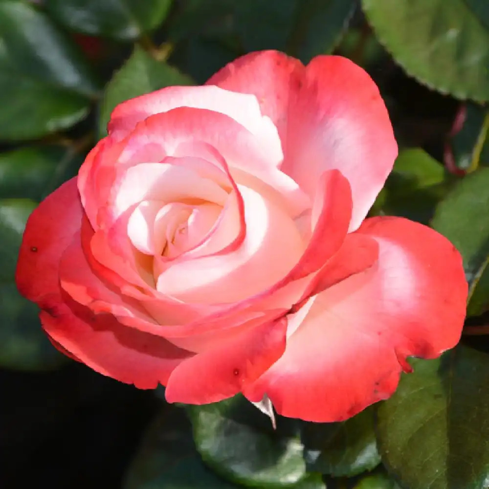 ROSA 'La Garçonne'