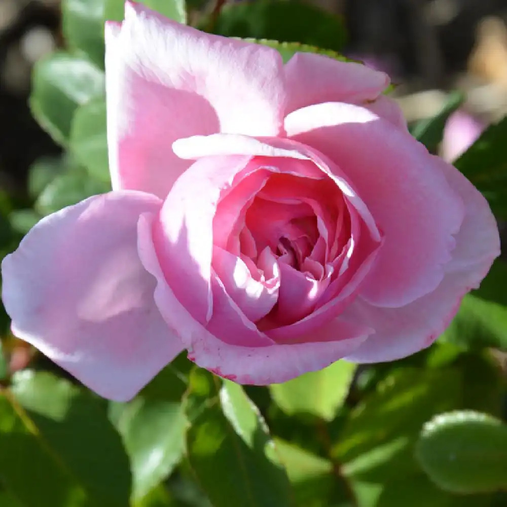 ROSA 'L'Alhambra' Tige