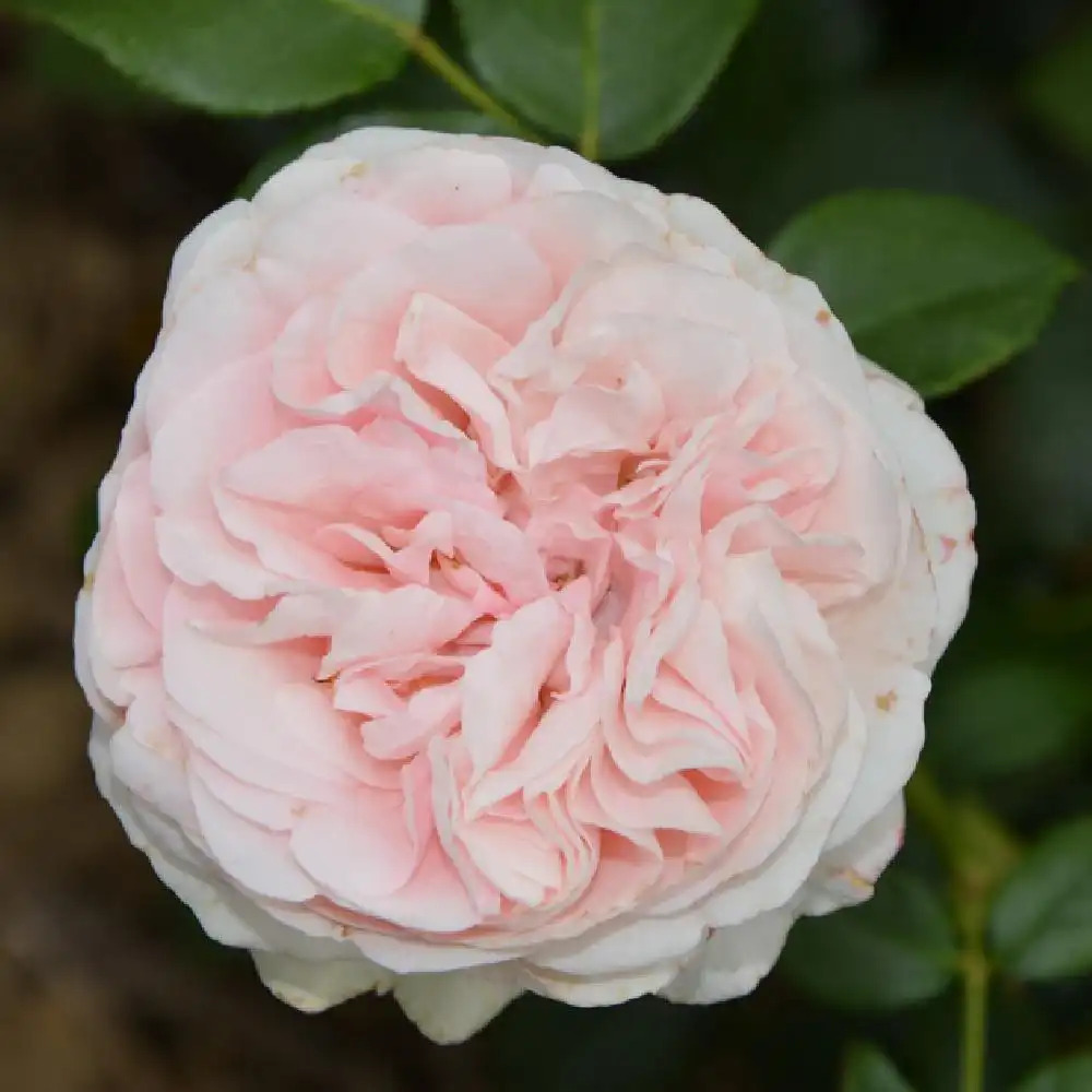 ROSA 'L'Alhambra'