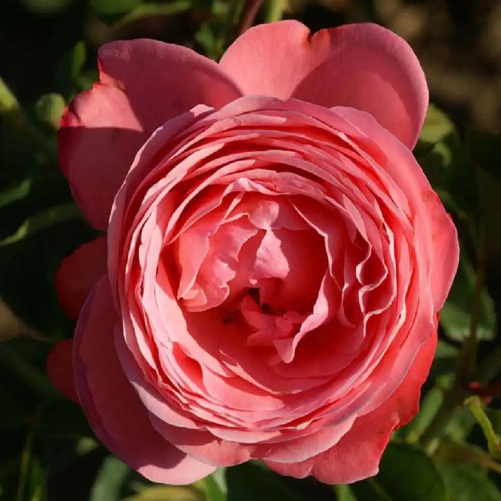 ROSA 'La Vanoise'