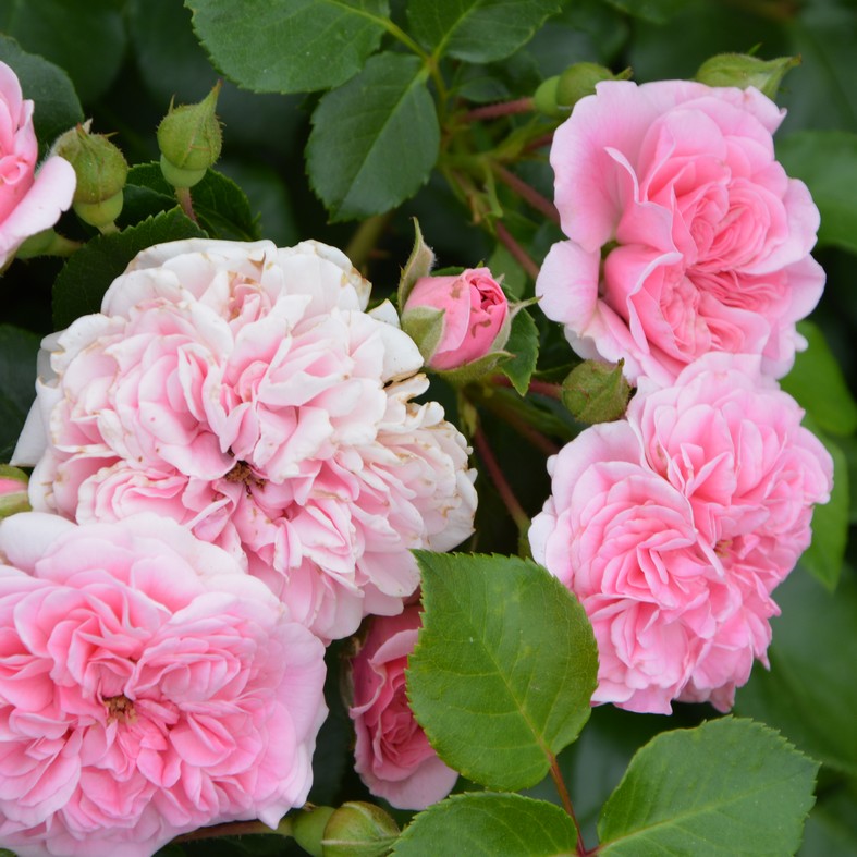 ROSA 'Les Quatres Saisons' (pleureur)