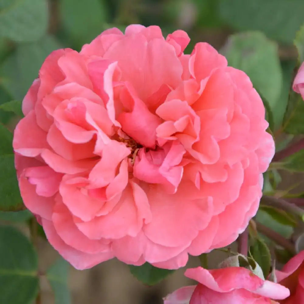 ROSA 'Line Renaud'® (buisson)