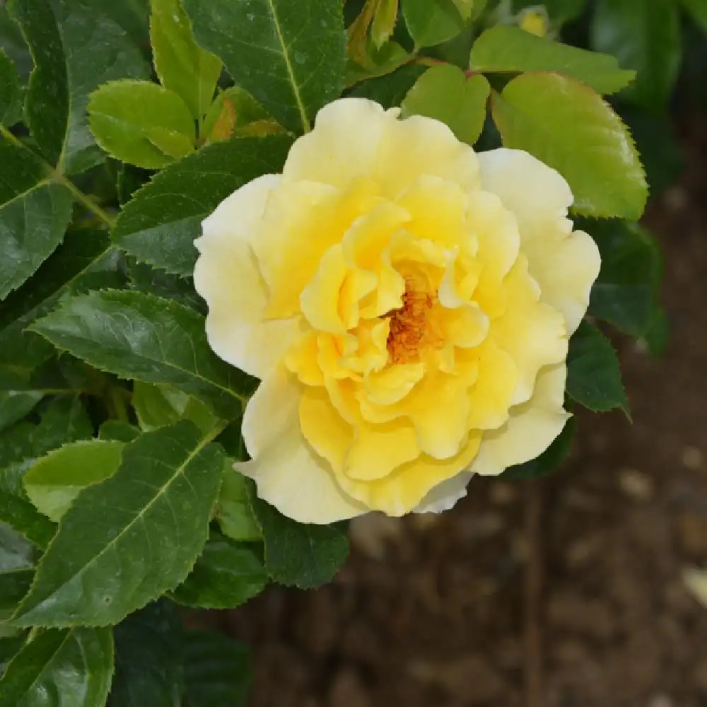 ROSA 'Lucia'