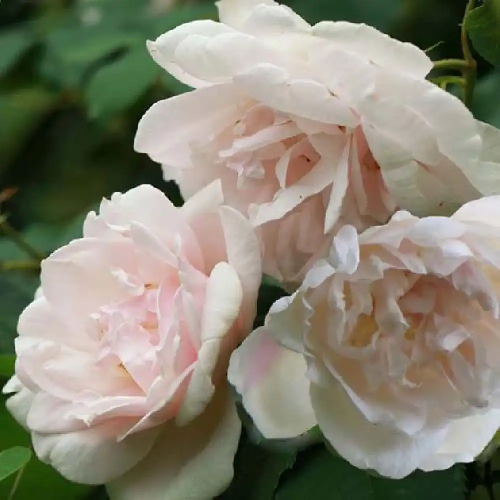 ROSA 'Madame Alfred Carrière'