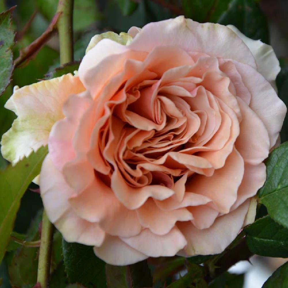 ROSA 'Marilyn Monroe'®