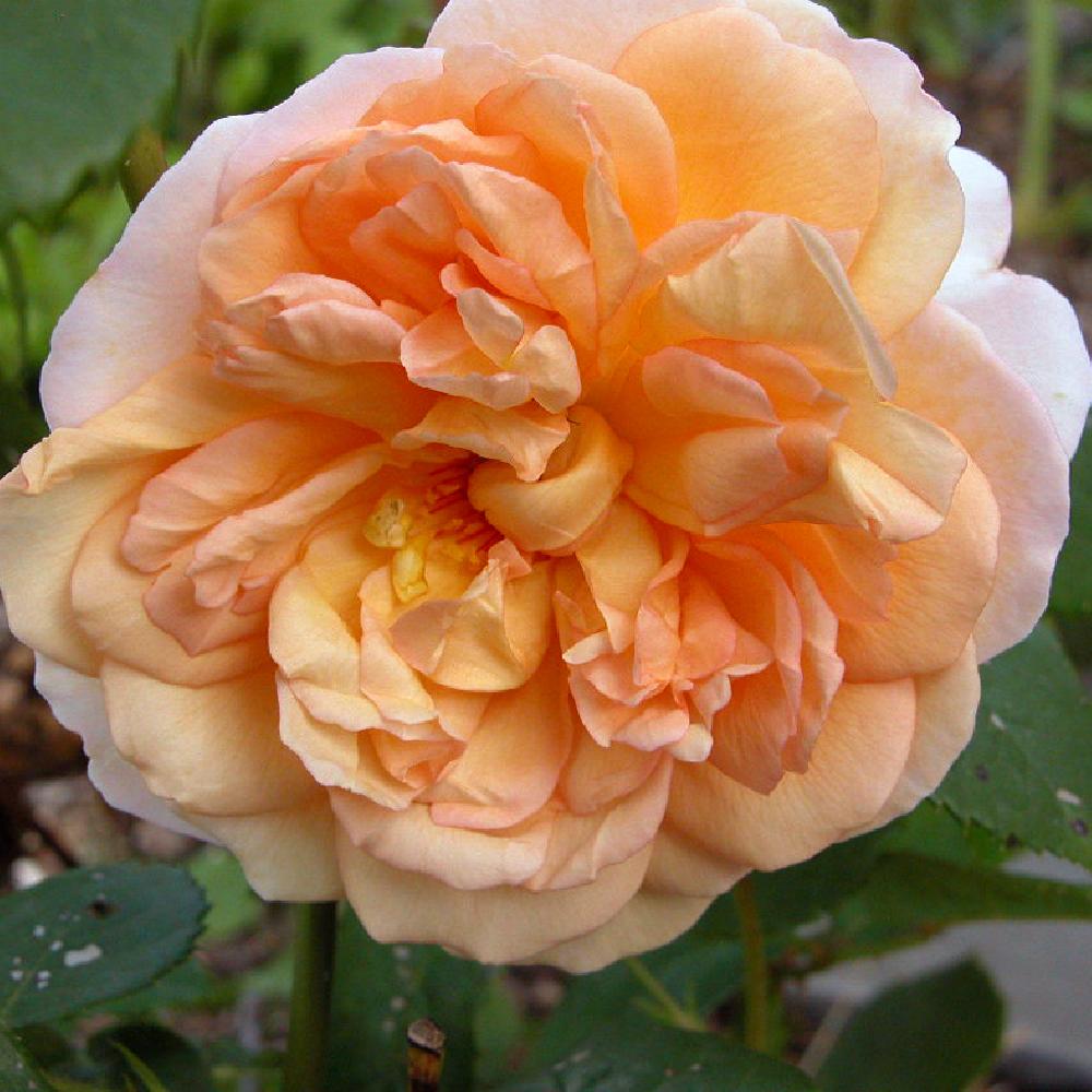 ROSA 'Madame Paule Massad'®