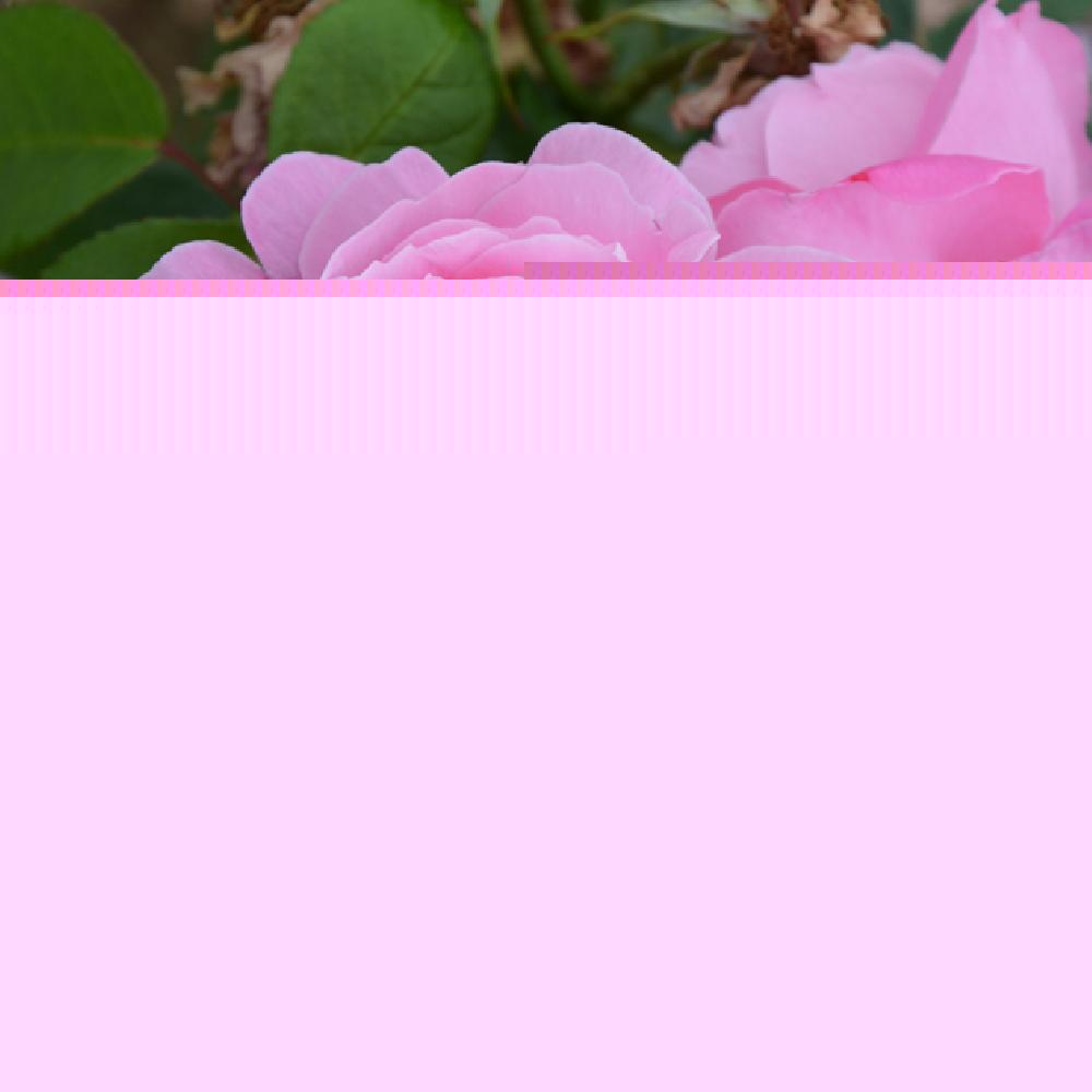 ROSA 'Mary Rose'®