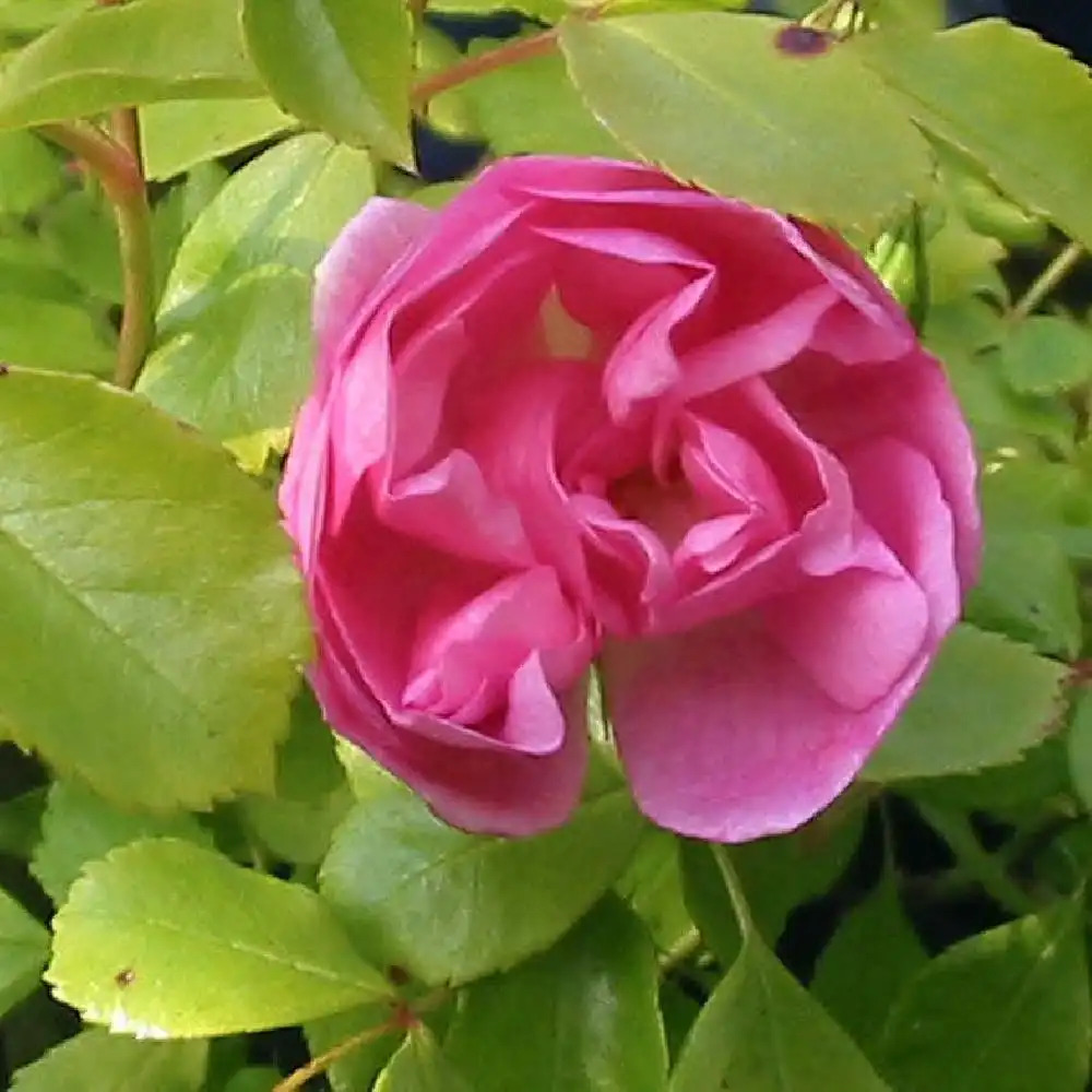 ROSA 'Mareva'® (tige)